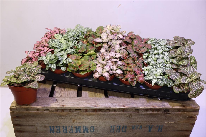 <h4>Fitt Gem 7 Kl</h4>