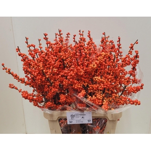 ILEX VE OUDIJ ORANGE