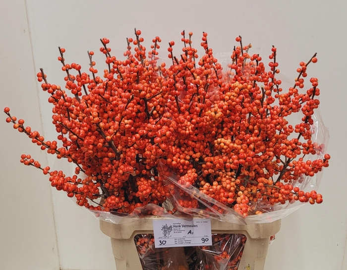 <h4>ILEX VE OUDIJ ORANGE</h4>