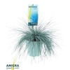 Festuca glauca