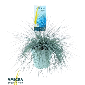 Festuca glauca