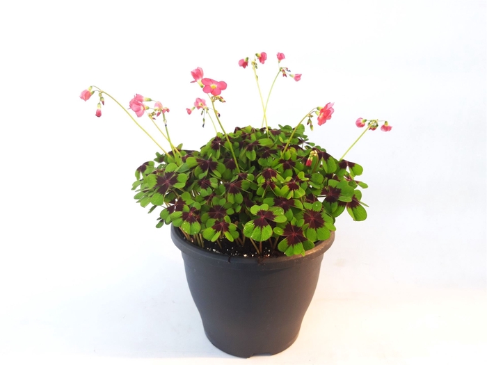 <h4>Oxalis tetraphylla 'Iron Cross'</h4>