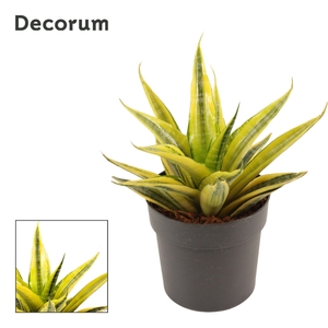 Sansevieria Cordova Variegated 12 cm (Decorum)