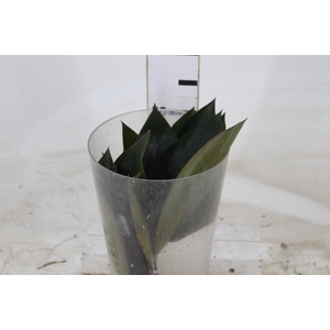 FOLHAGEM PHILODENDRON ROJO CONGO 050 CM