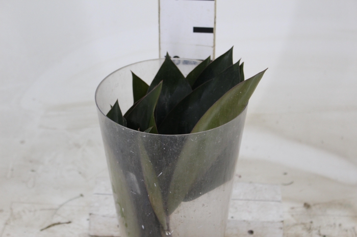 <h4>FOLHAGEM PHILODENDRON ROJO CONGO 050 CM</h4>
