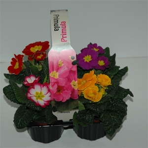 Primula Acaulis 4 pack