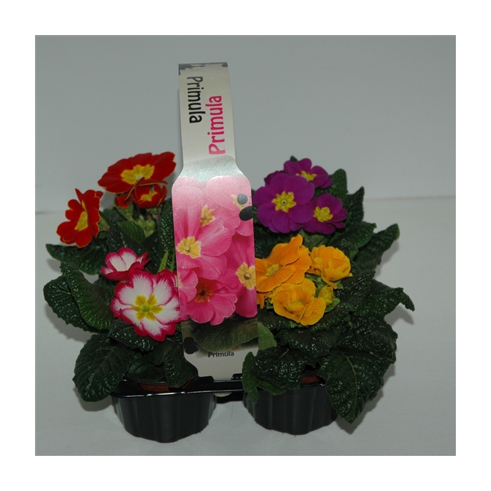 <h4>Primula Acaulis 4 pack</h4>