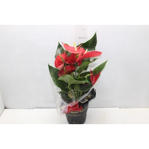 ANTHURIUM MICHIGAN P17 PREMIUM
