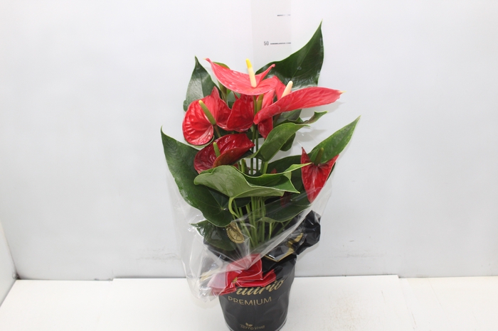 <h4>ANTHURIUM MICHIGAN P17 PREMIUM</h4>