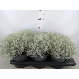 Leucophyta     [Calocephalus]