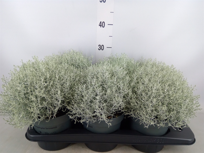 <h4>Leucophyta     [Calocephalus]</h4>