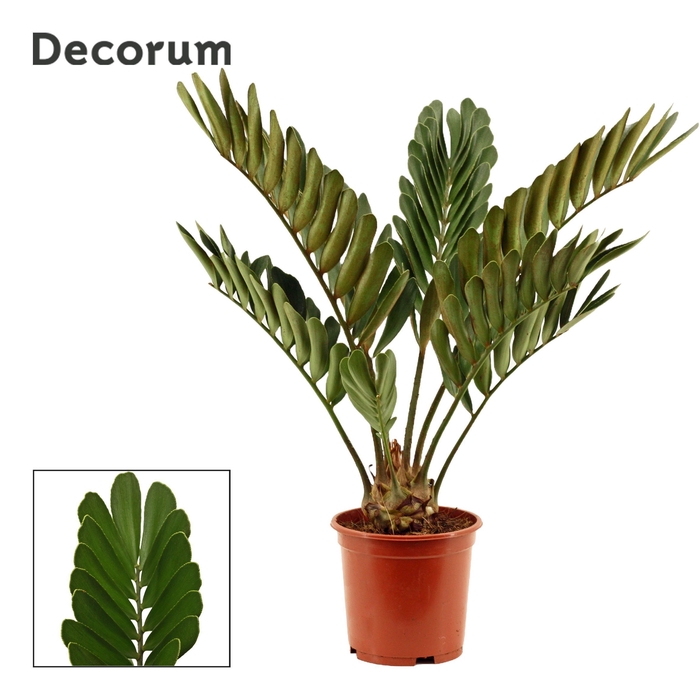 <h4>Zamia furfuracea 19 cm (Decorum)</h4>