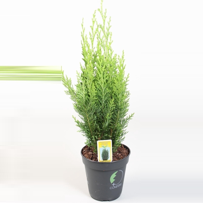 <h4>Chamaecyparis lawsoniana 'Green Pillar' P13</h4>