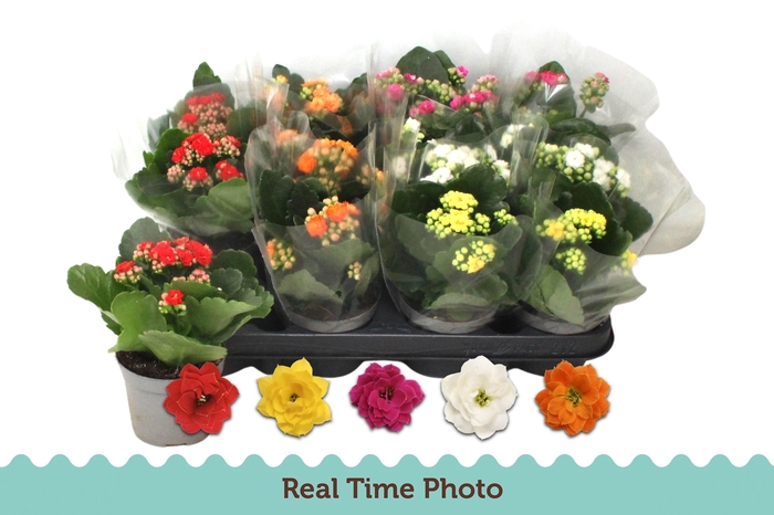 <h4>KAL GE GEM 5 KL</h4>