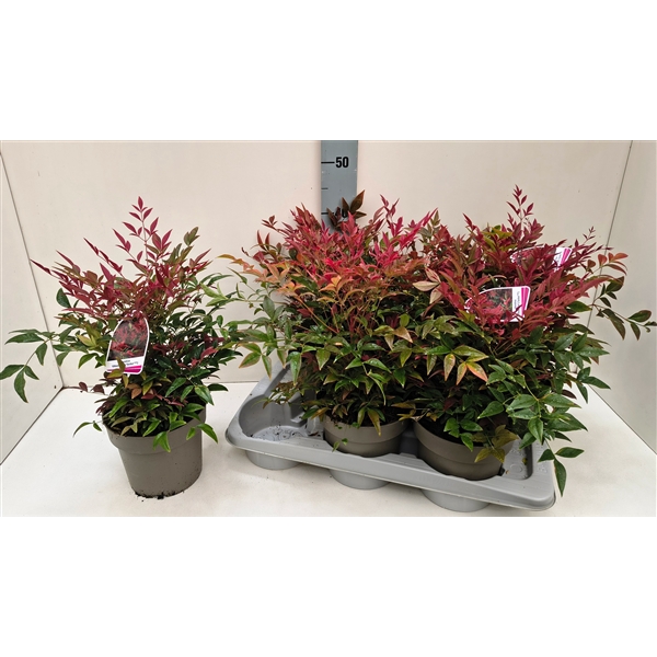 <h4>Nandina Obsessed 17T</h4>