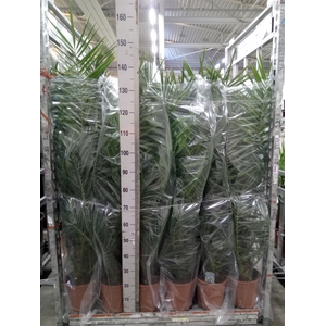 Phoenix canariensis