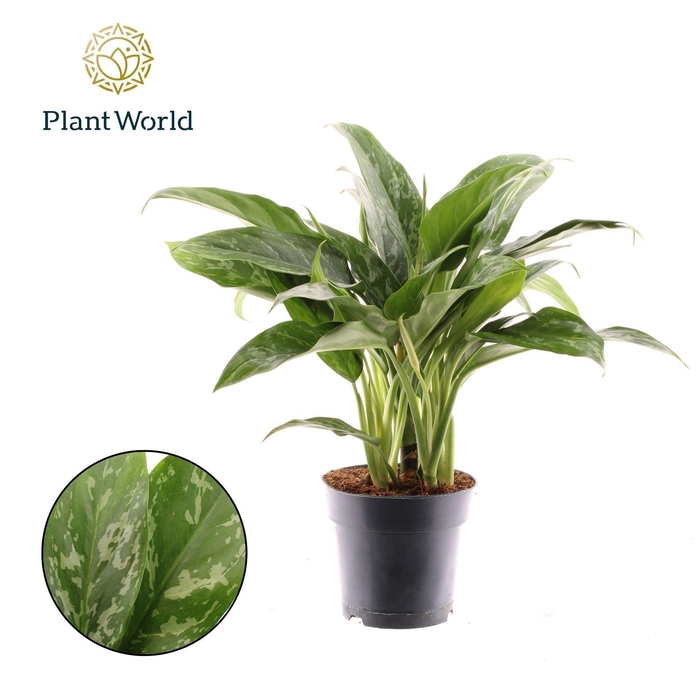 <h4>Aglaonema Green Lady</h4>
