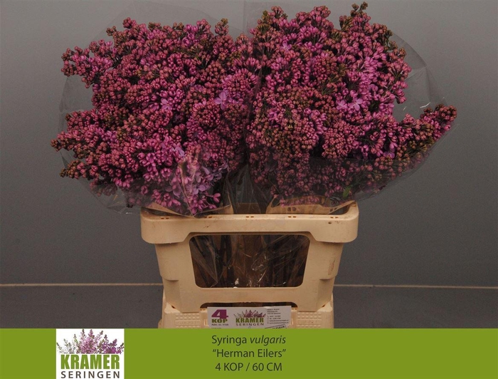 <h4>Syr V Herman Eilers</h4>