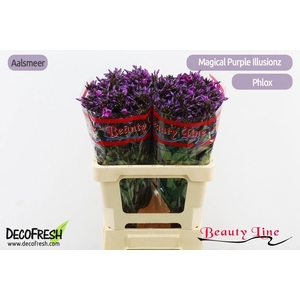 PHLOX P MAG PU ILLUS