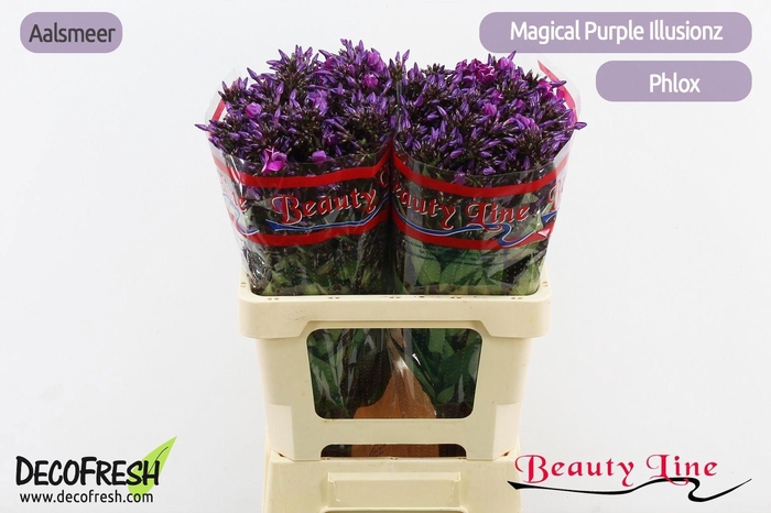<h4>PHLOX P MAG PU ILLUS</h4>