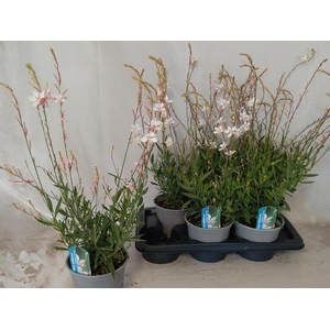 GAUR LI GEYSER WHITE