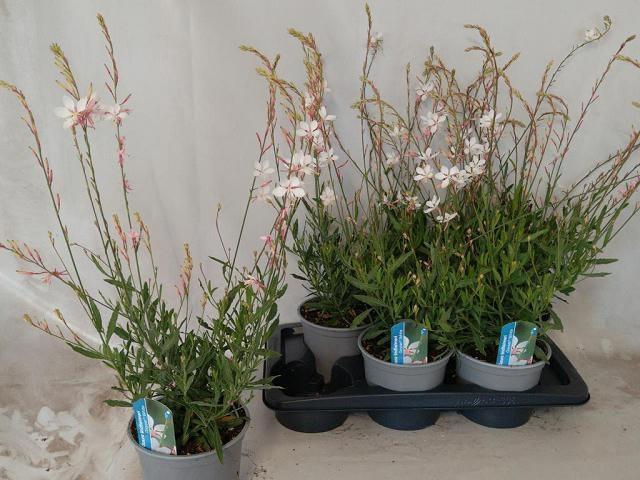 <h4>GAUR LI GEYSER WHITE</h4>
