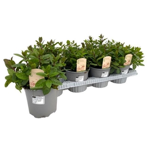 Mentha spicata Maroc