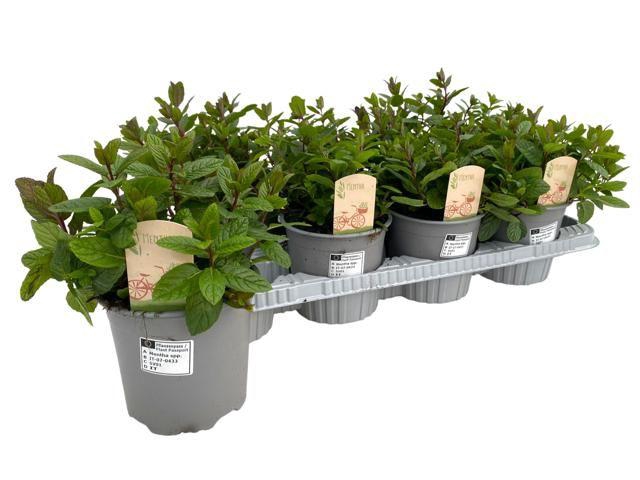 <h4>Tuinkr Mentha Spicata Maroc</h4>