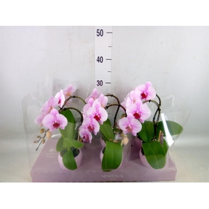 Phalaenopsis   ...rose