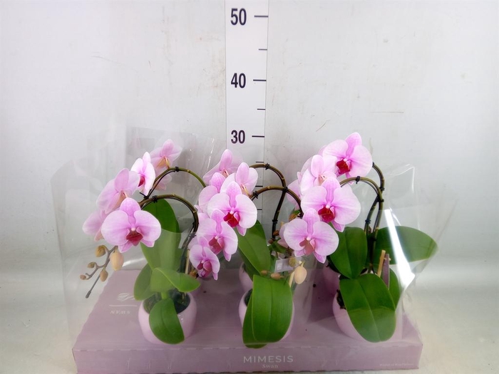 <h4>Phalaenopsis   ...rose</h4>