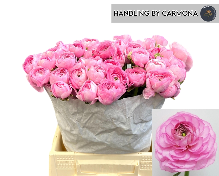 <h4>RAN EL PINK</h4>