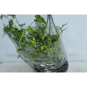 ABUTILON VARIEGATO C21