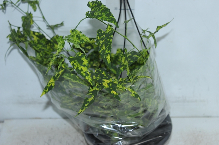 <h4>ABUTILON VARIEGATO C21</h4>