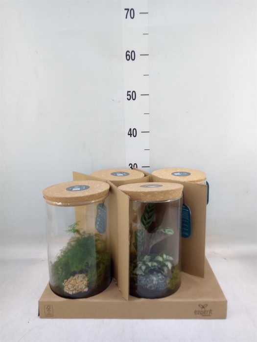 <h4>Arr.    Planten  H%</h4>