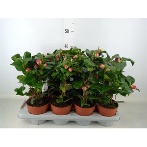 Camellia japonica 'Dr King'