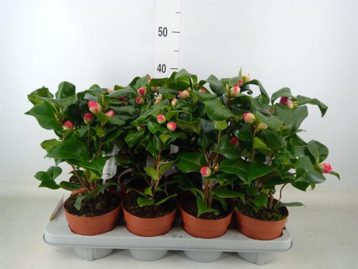 <h4>Camellia japonica 'Dr King'</h4>