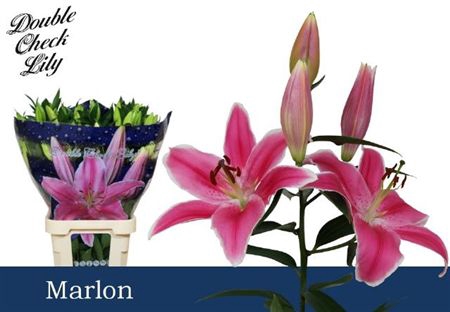 <h4>Li Or Marlon</h4>