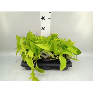 Epipremnum   ...