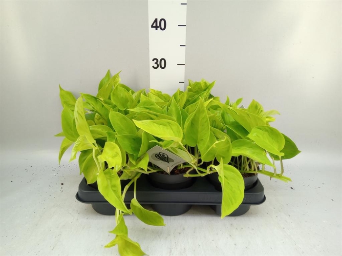 <h4>Epipremnum ...</h4>