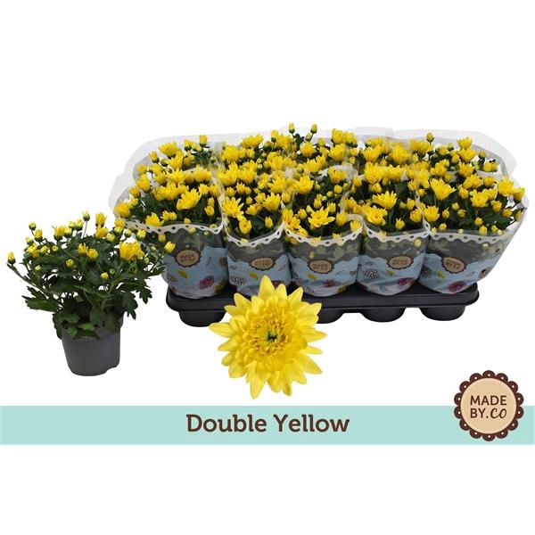 <h4>Chrysant Double Yellow</h4>