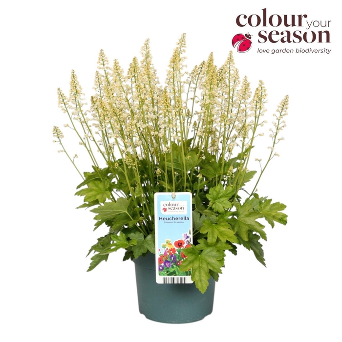 <h4>Heucherella Pink Revoluti</h4>