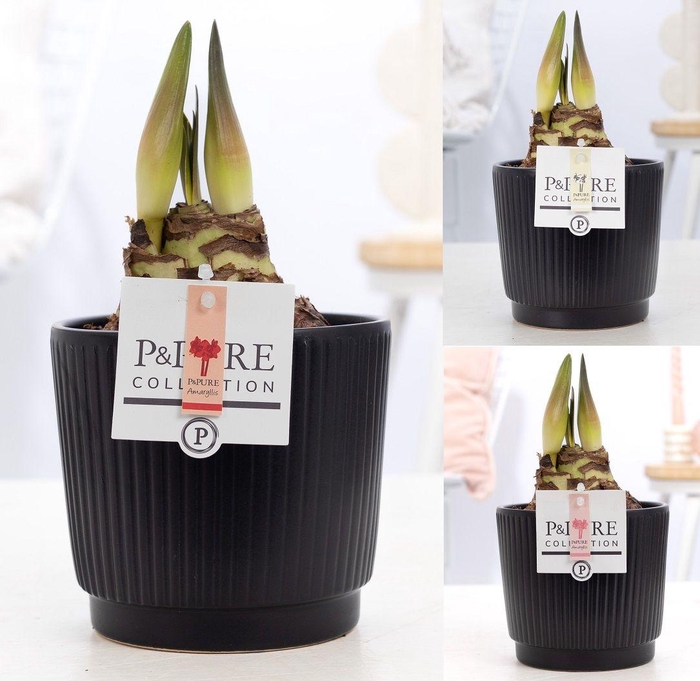 <h4>Hippeastrum mix in P&PURE Liv ceramics matt black</h4>