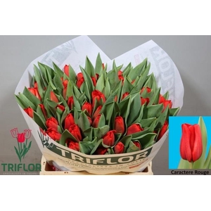 TU EN CARACTÈR ROUGE