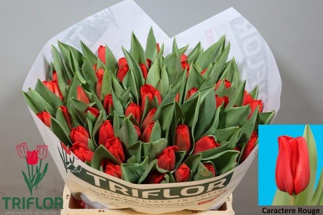 <h4>TU EN CARACTÈR ROUGE</h4>