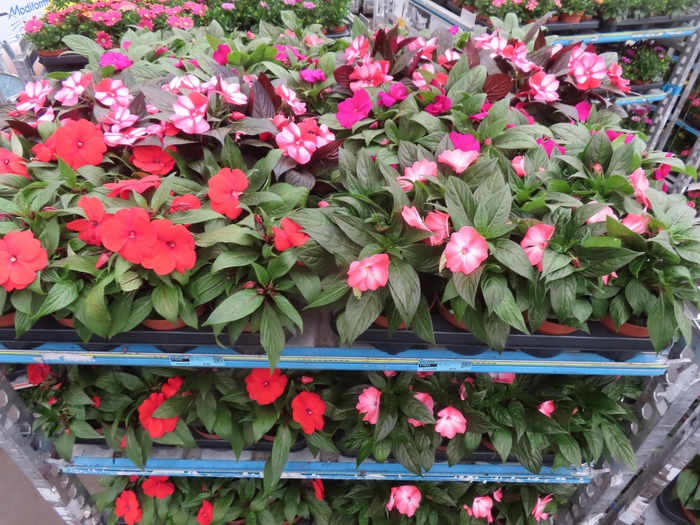 <h4>IMPAT NG MIXK 4 KL</h4>