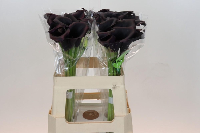 <h4>Zantedeschia Odessa</h4>