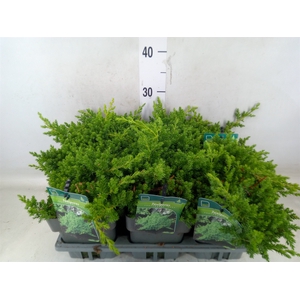Juniperus procumbens 'Nana'