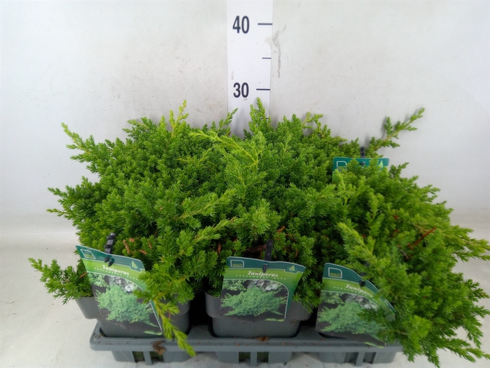 <h4>Juniperus procumbens 'Nana'</h4>