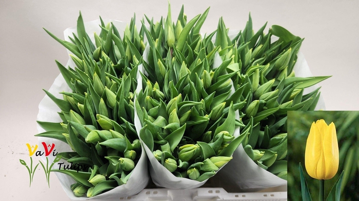 <h4>TU EN STRONG GOLD</h4>