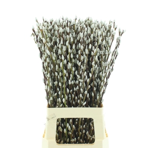 SALIX CA SNOW FLAKE